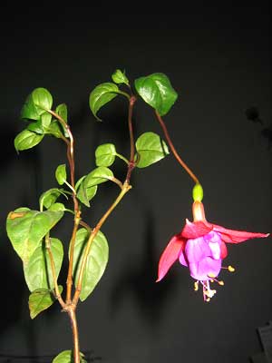 Фуксия (Fuchsia)